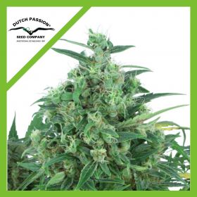 THINK DIFFERENT AUTO X3-DUTCH PASSION